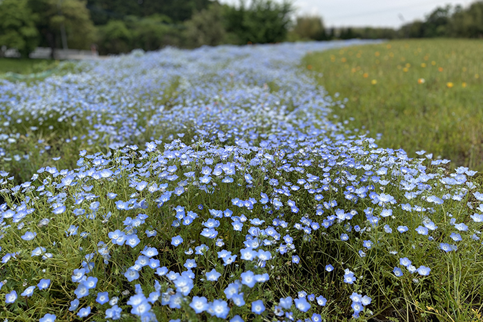 おかばる花公園02