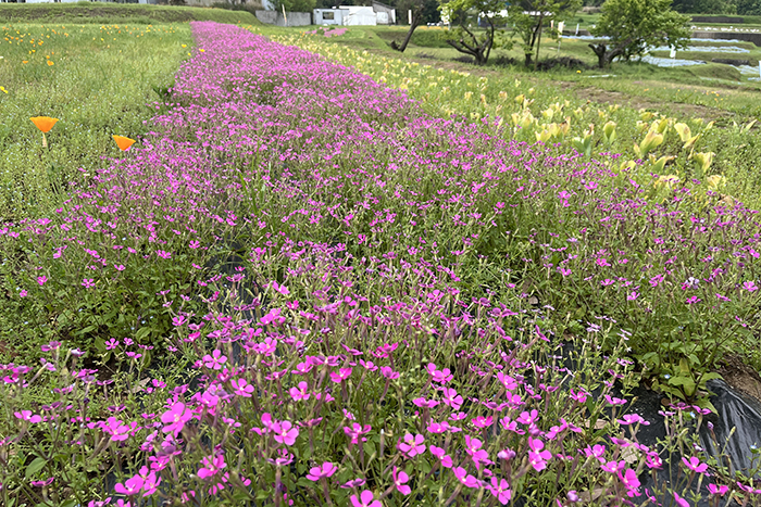 おかばる花公園03