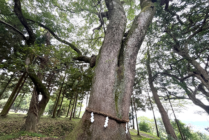 宇佐市_妻垣神社04